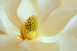 © SuperStock - Close-up of a magnolia