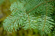 © SuperStock - Close-up of the branch of a fir tree