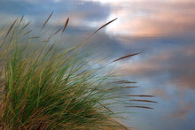 Reeds Near A Lake