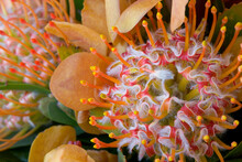 Close-up Of Protea Flowers