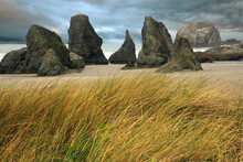 Sea Stacks And Tall Grass On The Beach, Bandon, Oregon, USA
