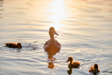 Wild Duck Family Of Mother Bird And Her Chicks Swimming On Lake Water At Bright Sunset. Birdwatching Concept