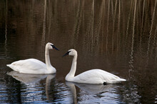 Two Swans Swimming In A Pond