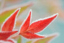 Close-up Of Leaves Covered With Frost