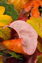 Close-up Of Dew Drops On Autumnal Leaves