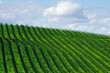 © SuperStock - High angle view of a vineyard, Sonoma Valley, California, USA