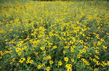 Black-eyed Susans In A Field (Rudbeckia Hirta)