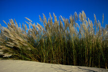 Reed Plants In A National Park, Alexander River National Park, Israel
