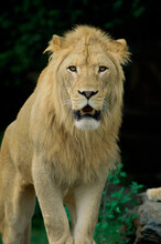 Close-up Of A Lion, Philadelphia Zoo, Pennsylvania, USA