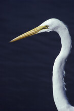 Close-up Of A Great White Egret