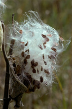 Close-up Of Milkweed