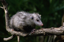 Opossum On A Tree Branch