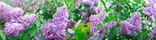 Spring Lilac Flowers In Garden Isolated On Green.