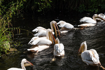 Wall Mural - Great White Pelican, Pelecanus onocrotalus in a park