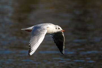 Wall Mural - The European Herring Gull, Larus argentatus is a large gull