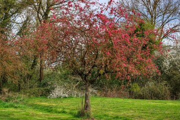 Wall Mural - Paysage et arbre au printemps.