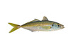 Horse mackerel. Atlantic scad fish isolated on white background