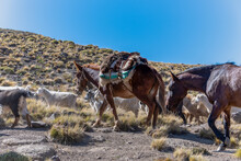 Pack Horse In Herding, Andes Mountain Range. Argentina.