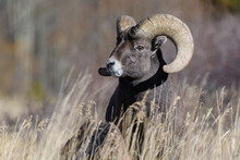 Colorado Rocky Mountain Bighorn Sheep. Bighorn Ram In Tall Grass.