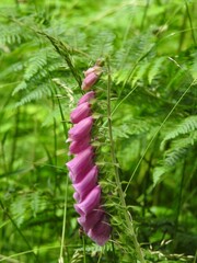 Wall Mural - Pink wild flowers on a thick bell-shaped stem in the forest