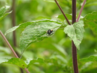 Wall Mural - A vertical stem with green leaves and an insect on the leaf