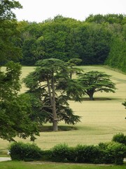 Wall Mural - Fields with numerous green trees