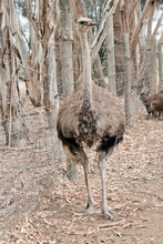 The Female Ostrich Has Brown Body Feathers, A Grey Neck And A Black Beak