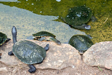 The Turtle Has A Green Shell With Grey Head And Legs