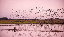 Pink Footed Geese Taking Off