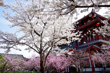 Ancient Buildings And Cherry Blossoms