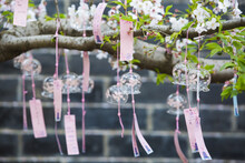 Cherry Blossoms And Wind Chimes On Turtle Island In Taihu Lake