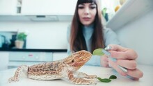 Young Woman Feed With Green Salad Lizard Pet In Domestic Environment , Close Up Of Long Nails Hand Feeding Tropical Exotic Animal