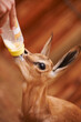 Lending a caring hand. Cropped view of a baby springbok being bottle-fed.