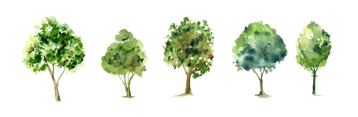 Watercolor image of trees on a white background, pine plant, forest, garden illustration