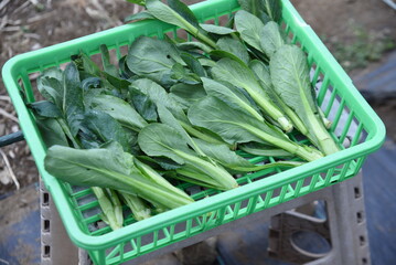 Sticker - Japanese mustard spinach (Komatsuna) cultivation. Komatsuna is popular in the vegetable garden because it can be harvested in about 50 days after sowing and can be cultivated many times a year. 