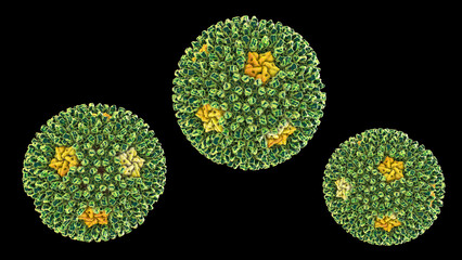 Poster - Reoviruses, viruses that cause infection of gastrointestinal and respiratory system