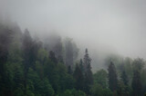 Fototapeta Na ścianę - Wald in Nebel bei Regen