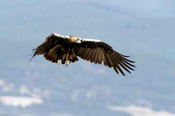 Adult male Spanish Imperial Eagle flying over a Mediterranean ecosystem on a cloudy day