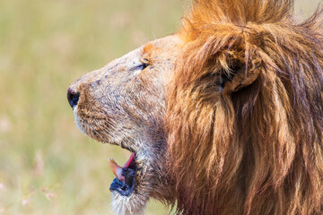 Canvas Print - Portrait of a male lion in the savanna