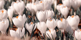Fototapeta Kwiaty - Białe kwiaty Krokusy