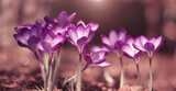 Fototapeta Kwiaty - Krokusy wiosenne kwiaty
