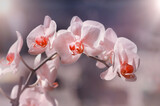 Fototapeta Storczyk - Kwiat- Falenopsis