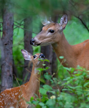 White-tailed Deer Fawn And Doe Share A Tender Moment In The Forest In Ottawa, Canada