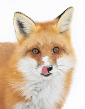 Closeup Of A Wild Red Fox (vulpes Vulpes) Isolated On White Background Licking His Nose In Algonquin Park, Canada In Winter