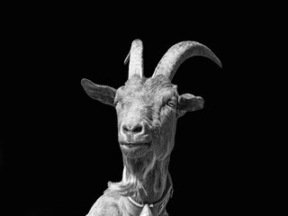 Wall Mural - Goat close-up in black white