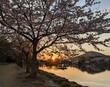 © 哲子 太田 - Landscape at dusk with cherry blossoms