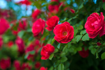 Wall Mural - Red roses with buds on a background of a green bush. Bush of red roses is blooming in the summer.