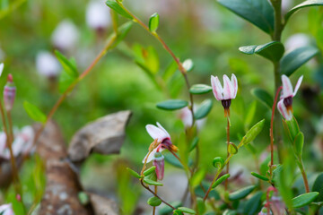 Wall Mural - Closeup of cranberry blossom, Vaccinium oxycoccus among lingonberry sprigs