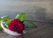 purpurowa róża z piórkiem