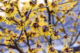 Fototapeta Góry - Flowering branches of Witch Hazel (Hamamelis virginiana) close-up. Yellow flowers. Early spring flowers. Spring floral background
